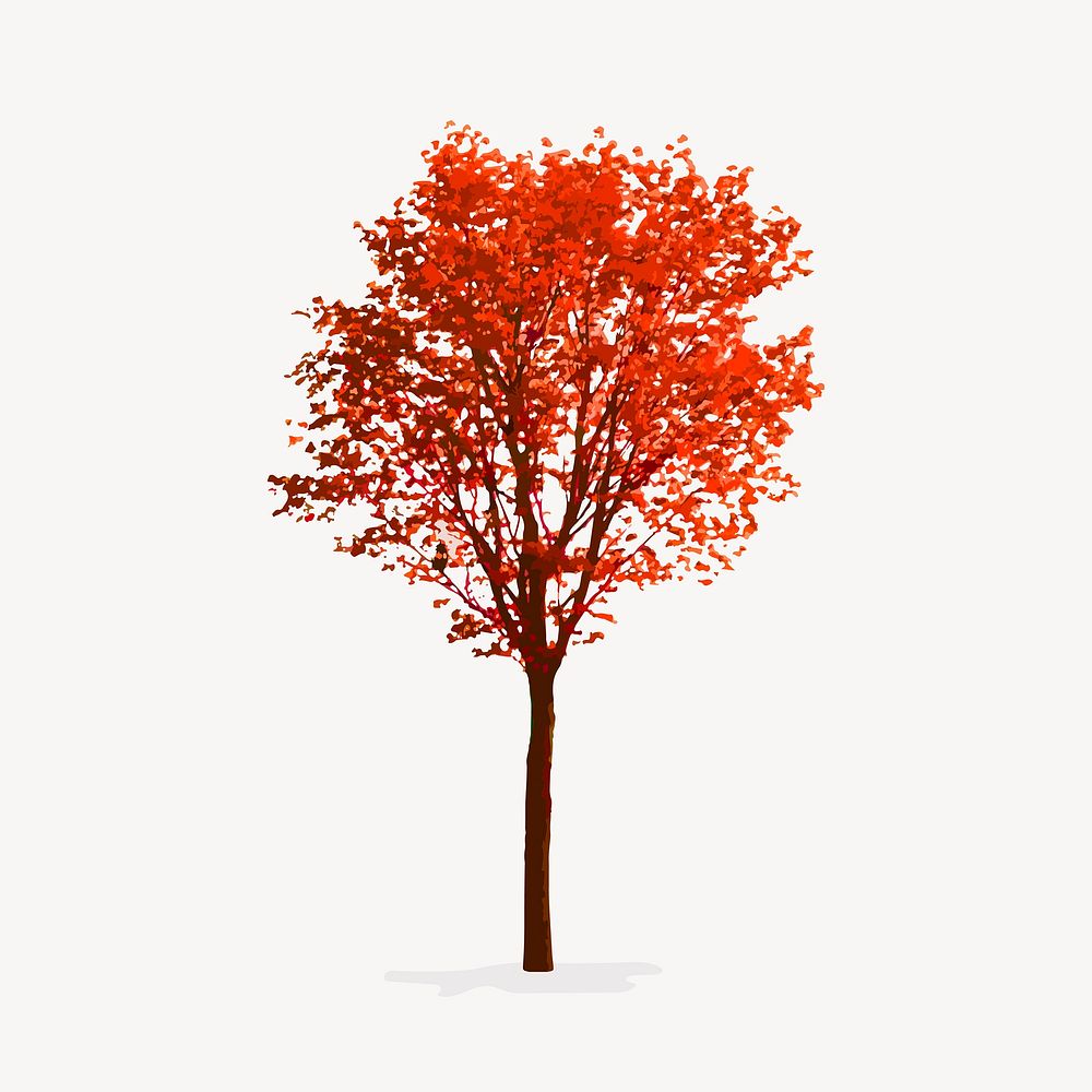 Red autumn tree isolated on white, nature design vector