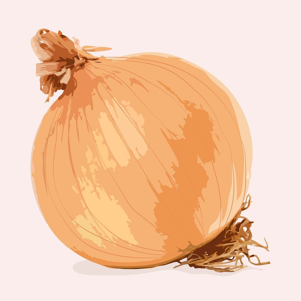 Onion vegetable clipart, realistic illustration design