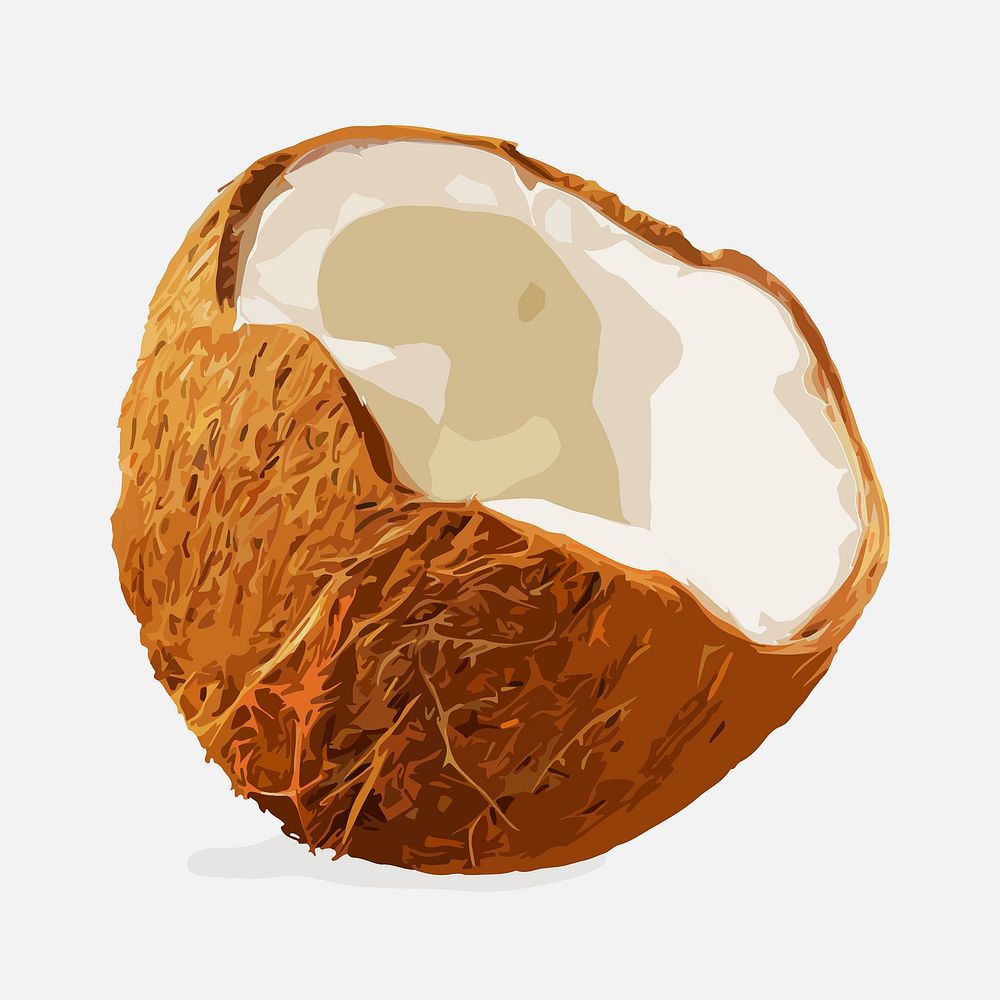 Coconut fruit clipart, realistic illustration design