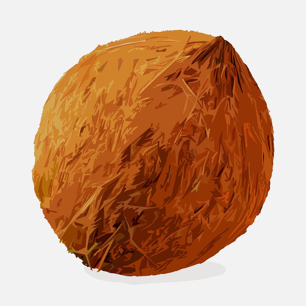 Coconut fruit clipart, realistic illustration design