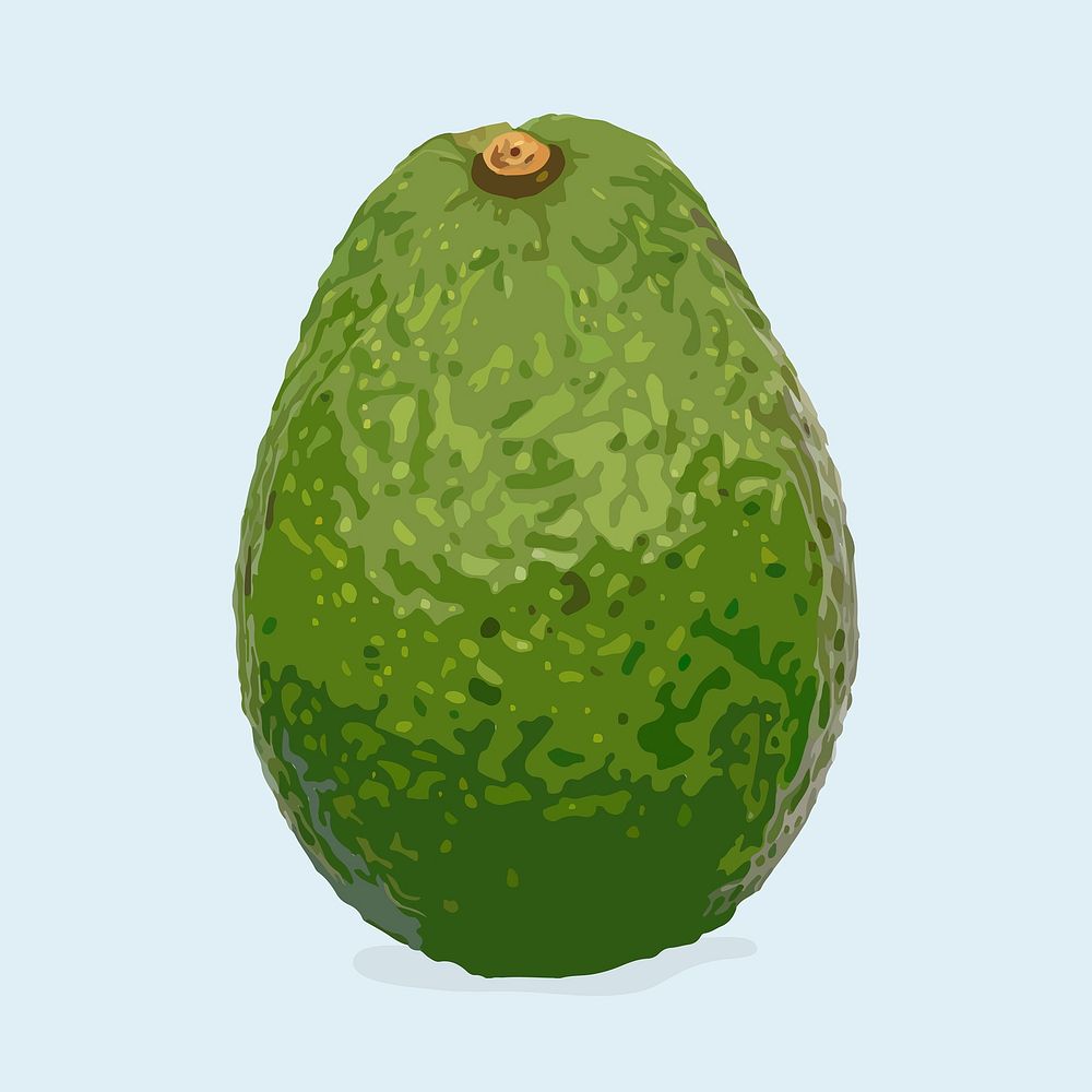 Avocado clipart, fruit illustration design vector