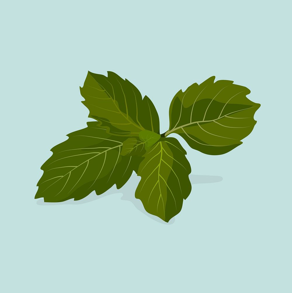Basil leaf clipart, botanical illustration design psd