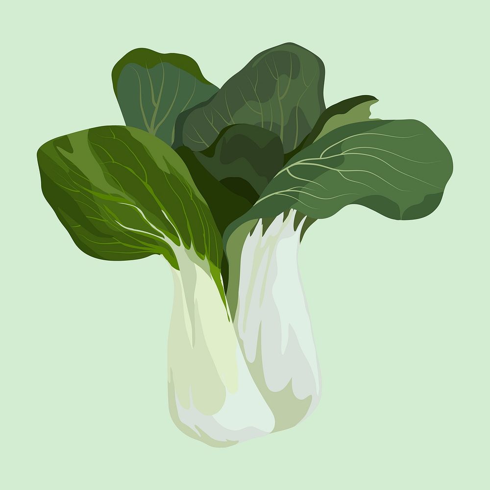 Chinese cabbage clipart, vegetable illustration design vector