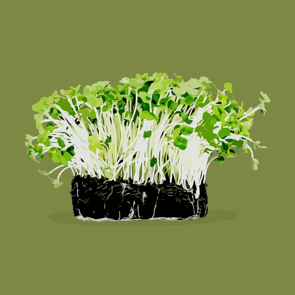Water cress clipart, vegetable illustration design psd