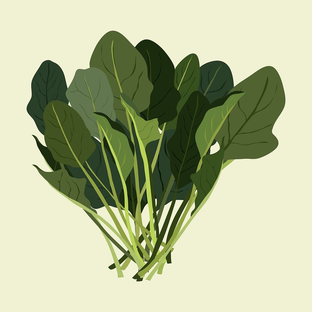 Water spinach vegetable clipart, realistic illustration design