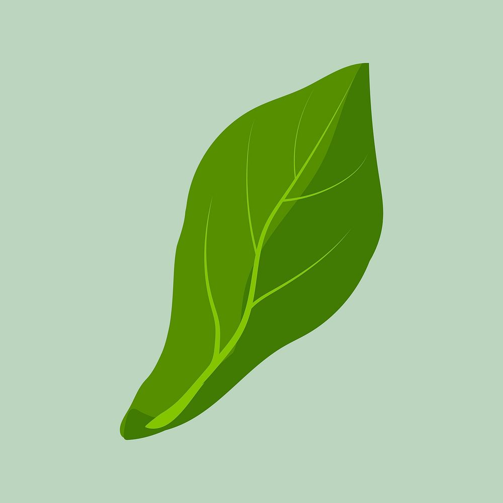 Leaf clipart, botanical illustration design vector