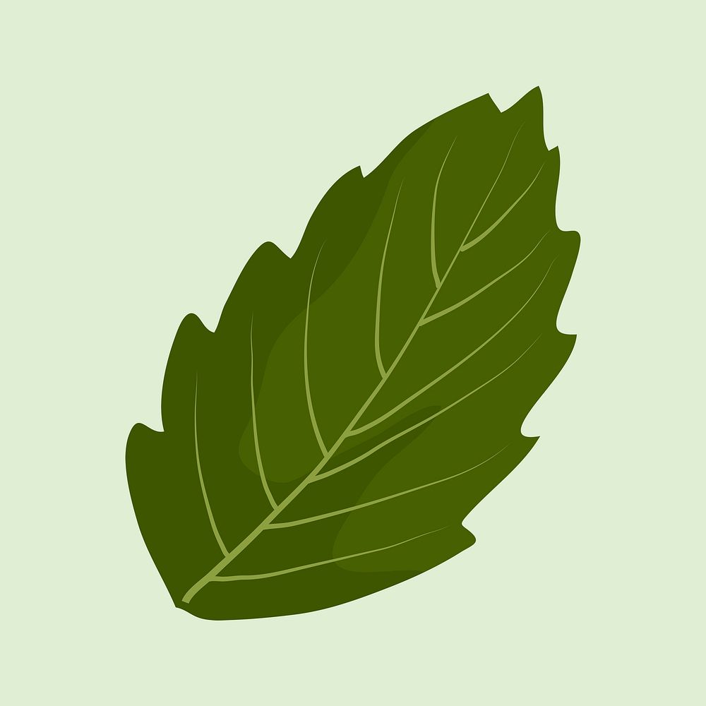 Leaf clipart, botanical illustration design psd
