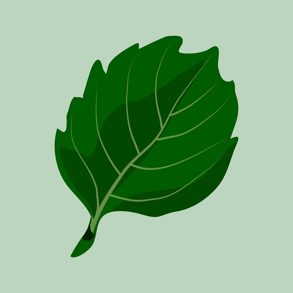 Green leaf clipart, botanical illustration design psd