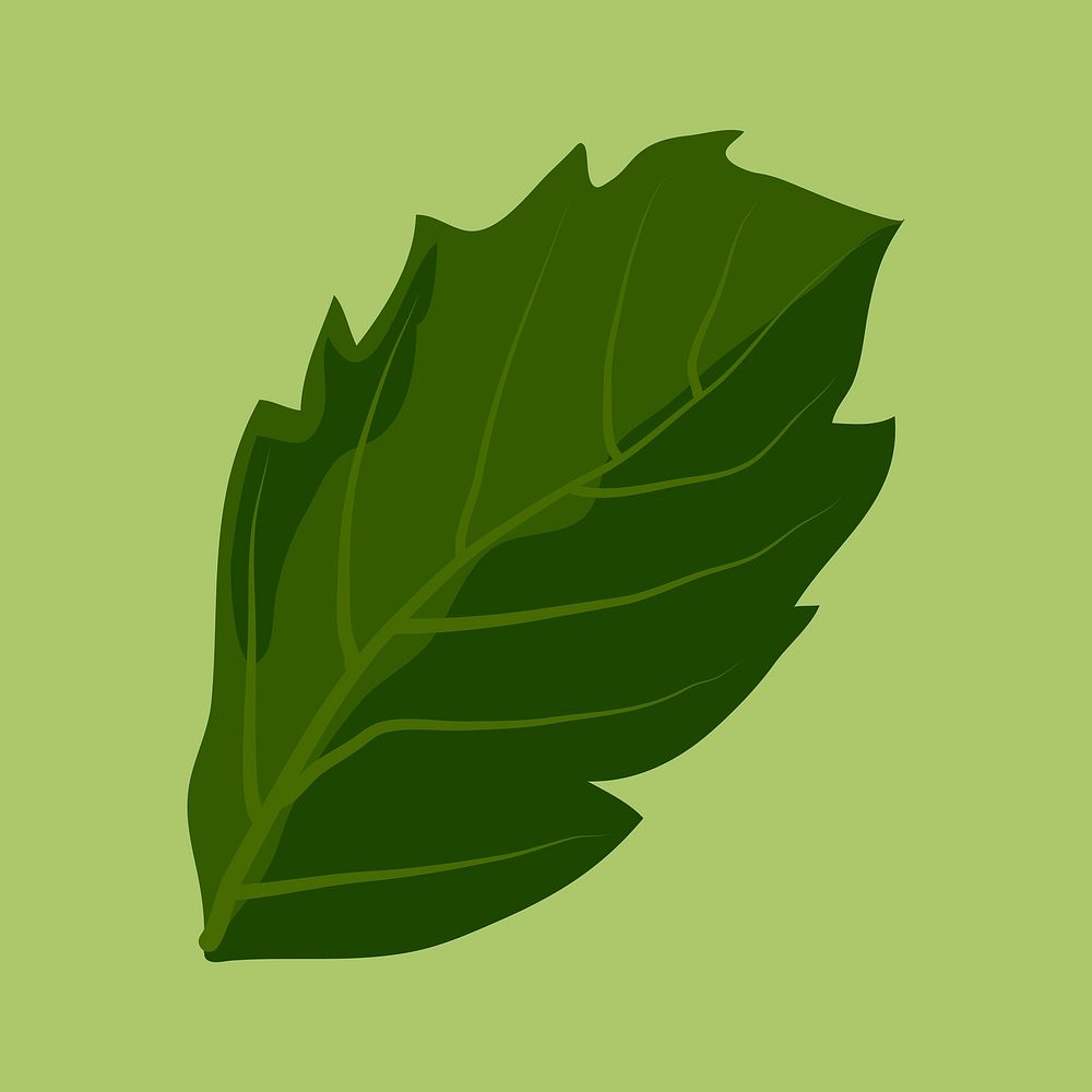 Green leaf clipart, botanical illustration design vector