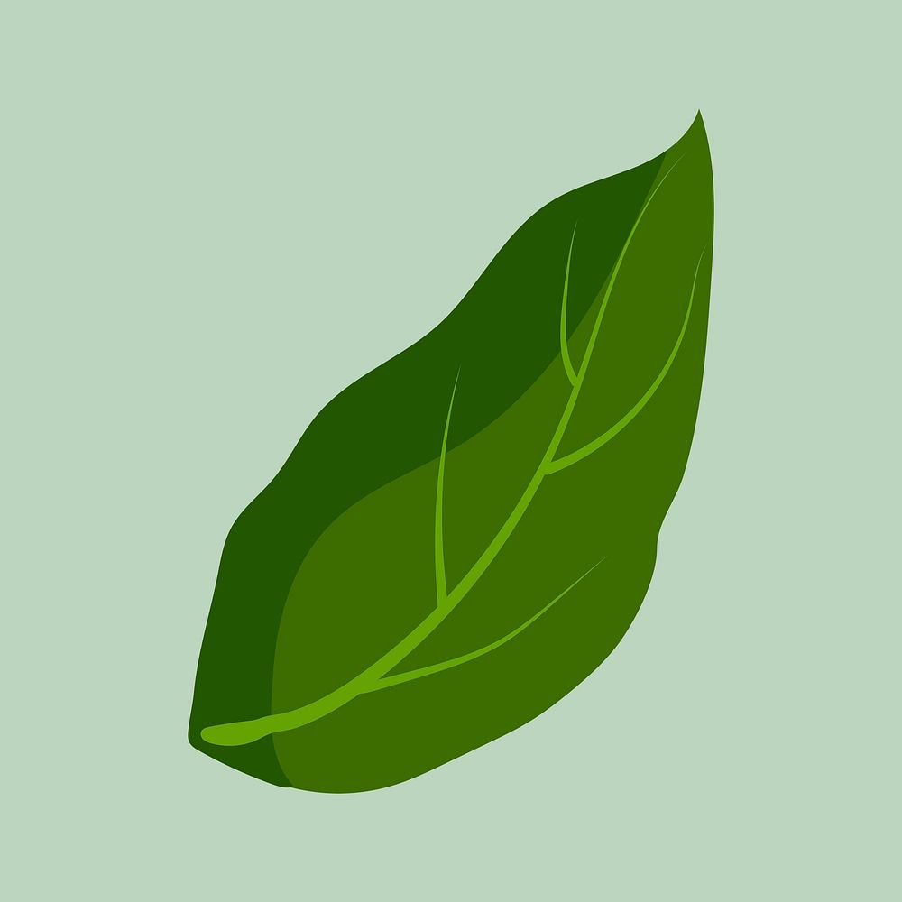 Green leaf clipart, botanical illustration design psd