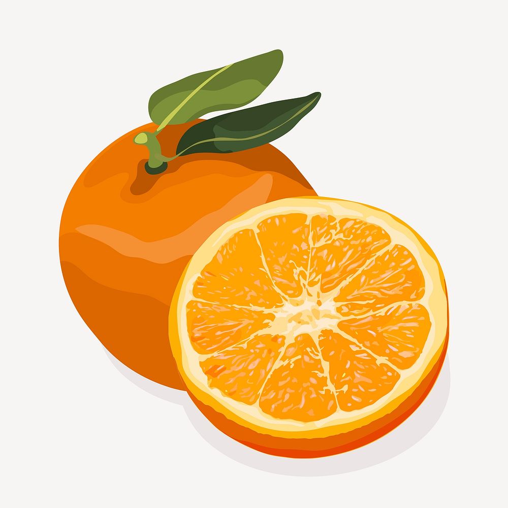 Orange clipart, fruit illustration design vector