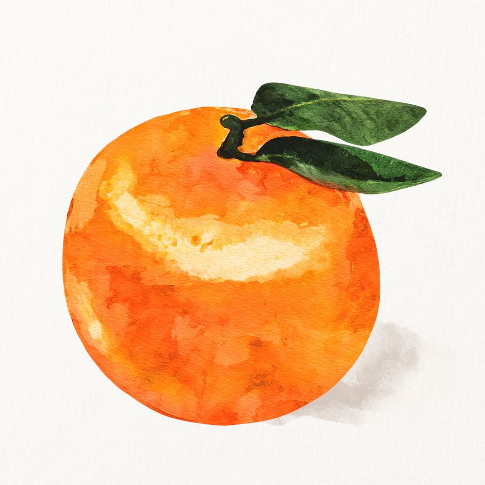 Watercolor orange illustration, fruit drawing graphic