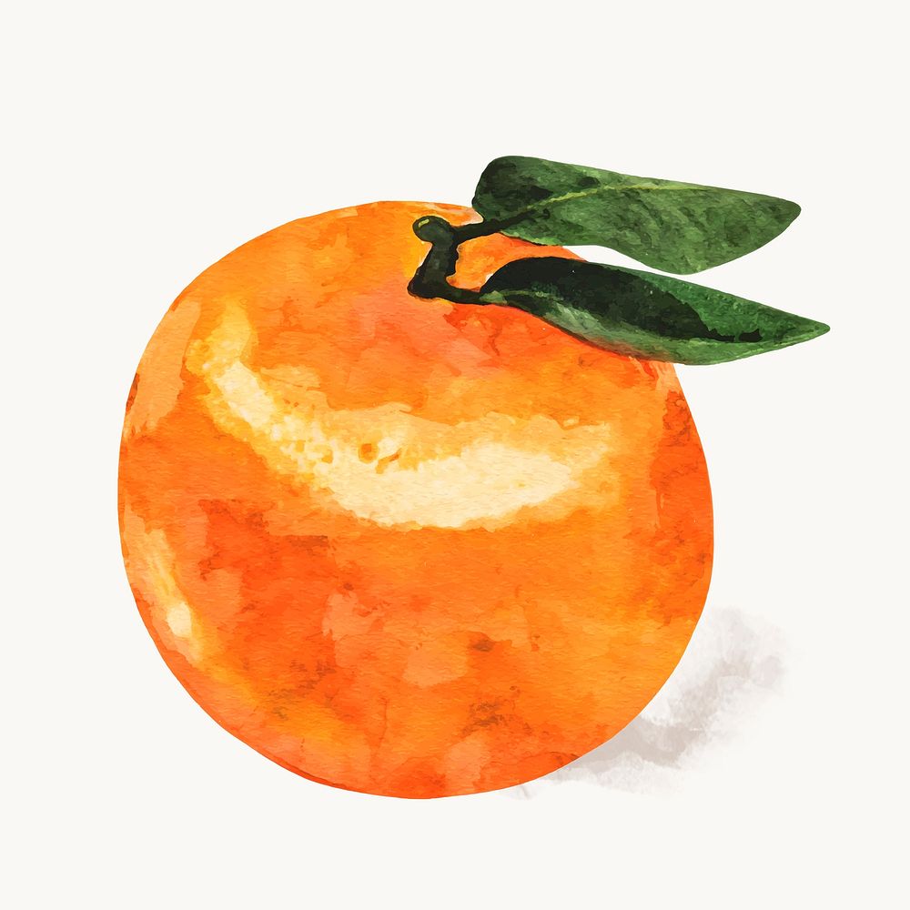 Watercolor orange clipart, fruit illustration vector art