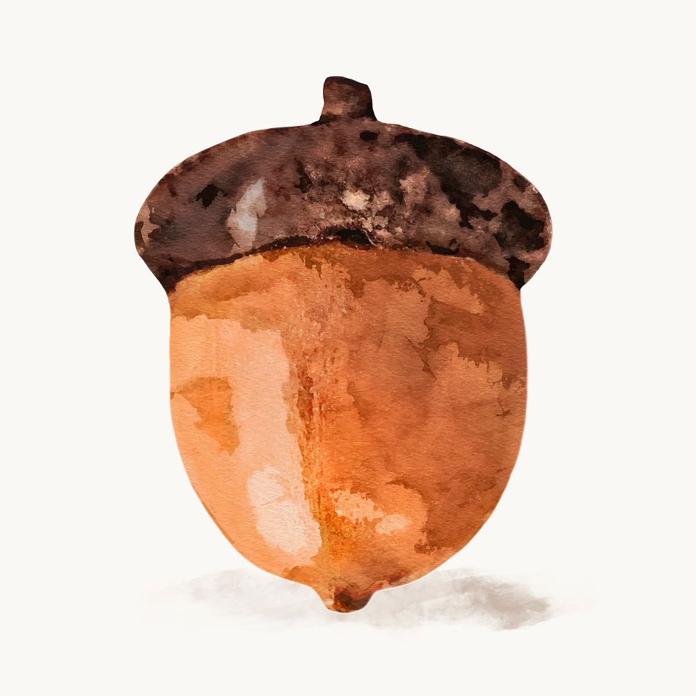Watercolor acorn illustration vector 