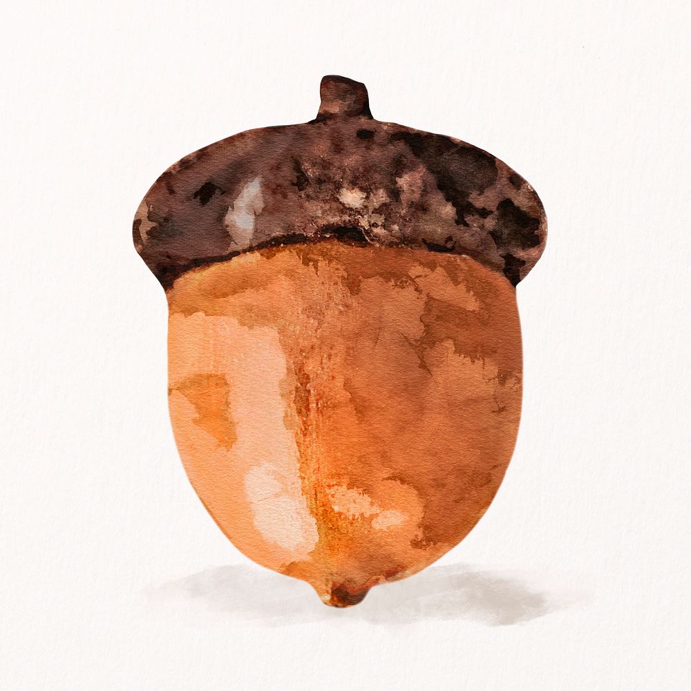 Watercolor acorn illustration psd