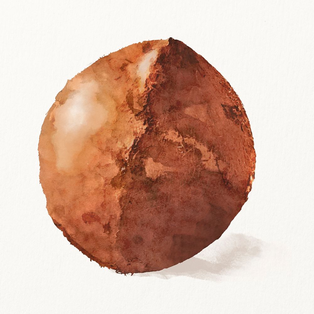 Watercolor coconut illustration, fruit drawing graphic