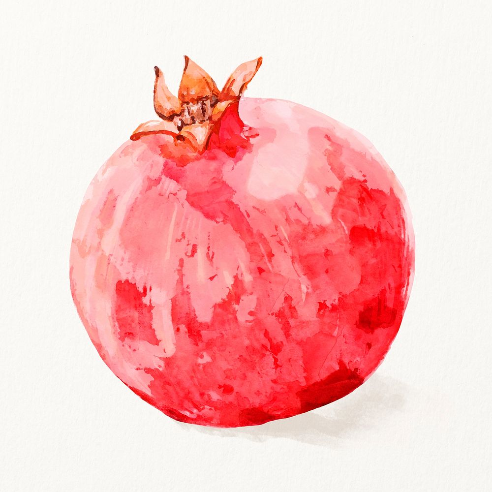 Watercolor pomegranate illustration, fruit drawing graphic