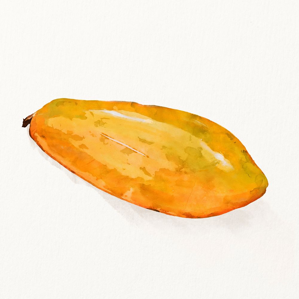 Watercolor papaya illustration, fruit drawing graphic