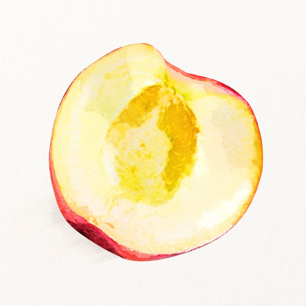 Watercolor peach illustration, fruit drawing graphic