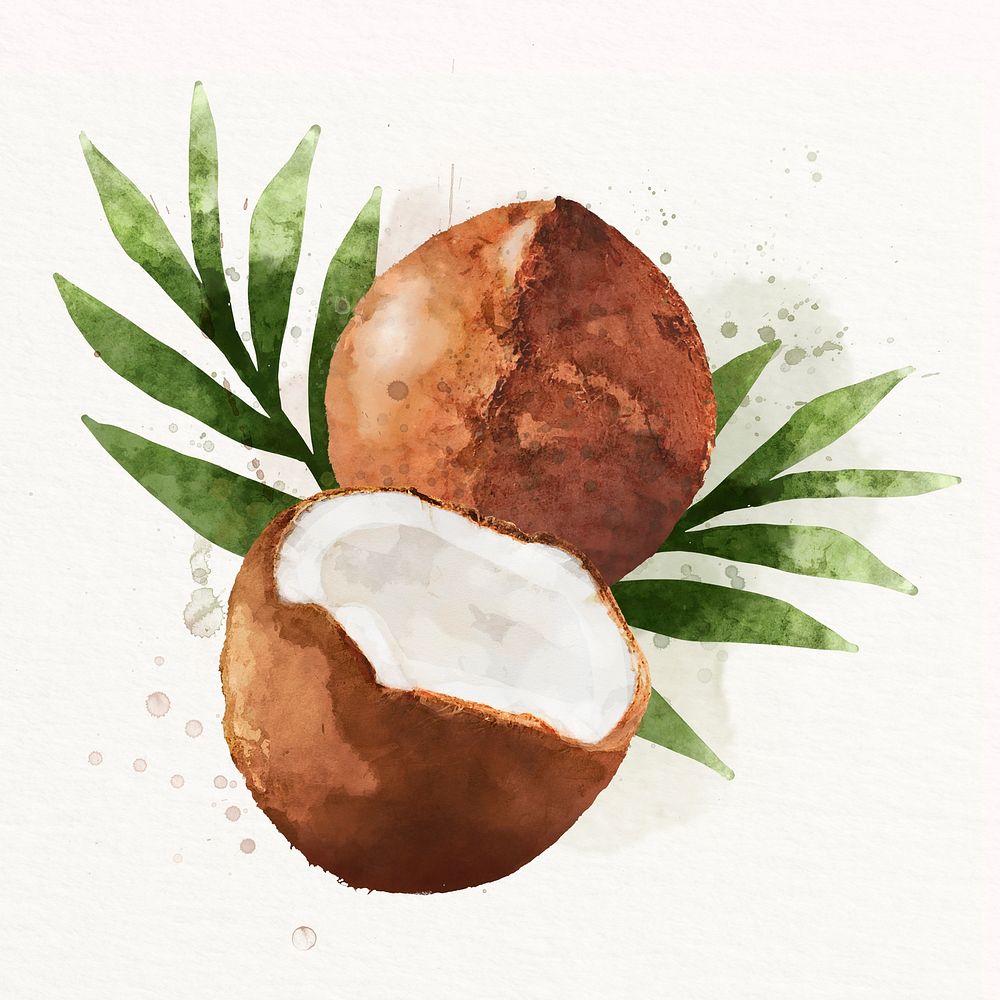 Watercolor coconut illustration, fruit drawing graphic