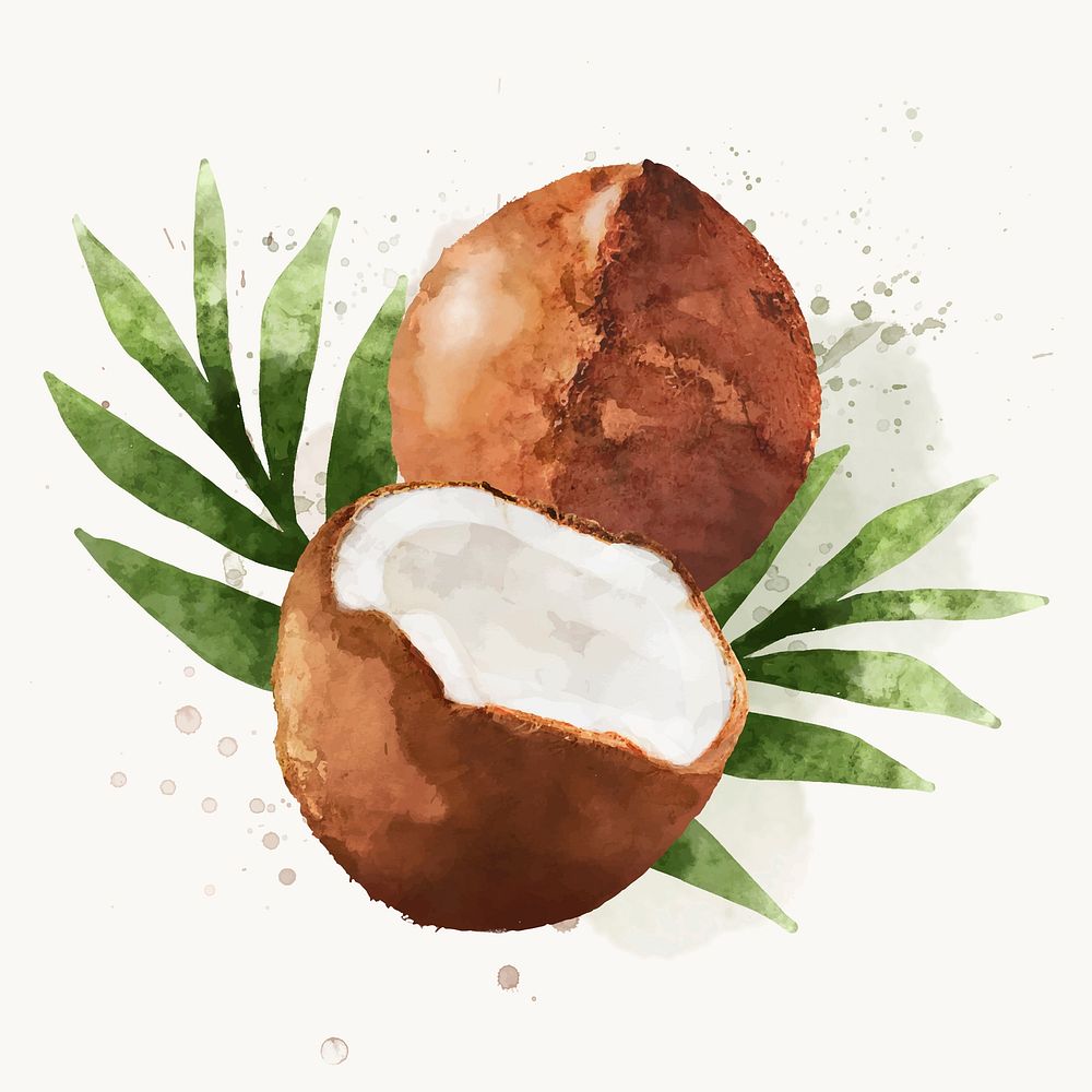 Watercolor coconut clipart, fruit illustration vector art