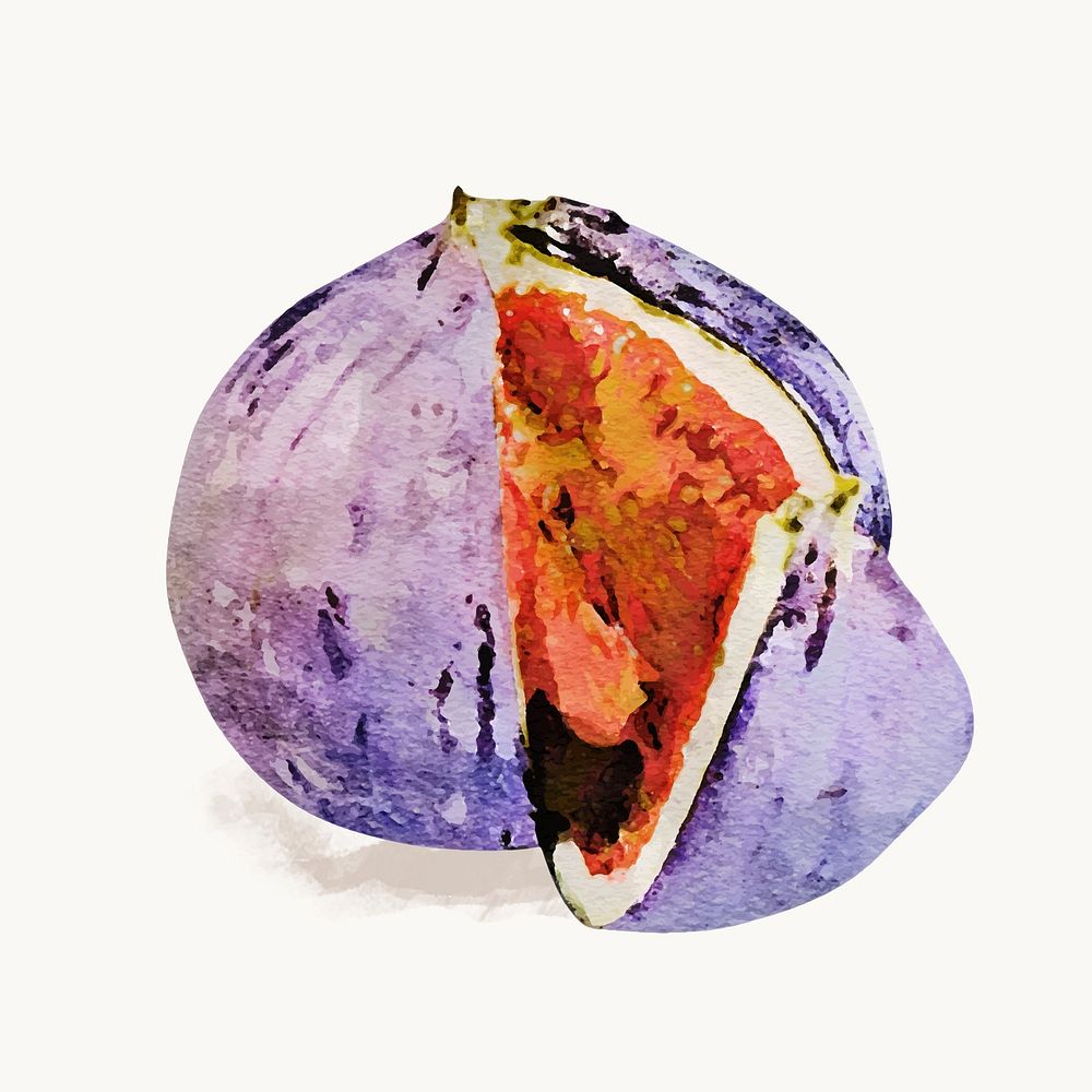 Watercolor fig clipart, fruit illustration vector art