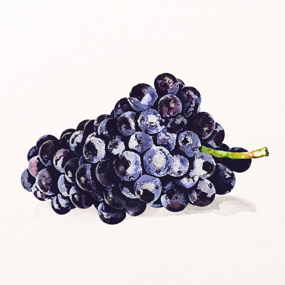 Watercolor black grape clipart, fruit illustration psd