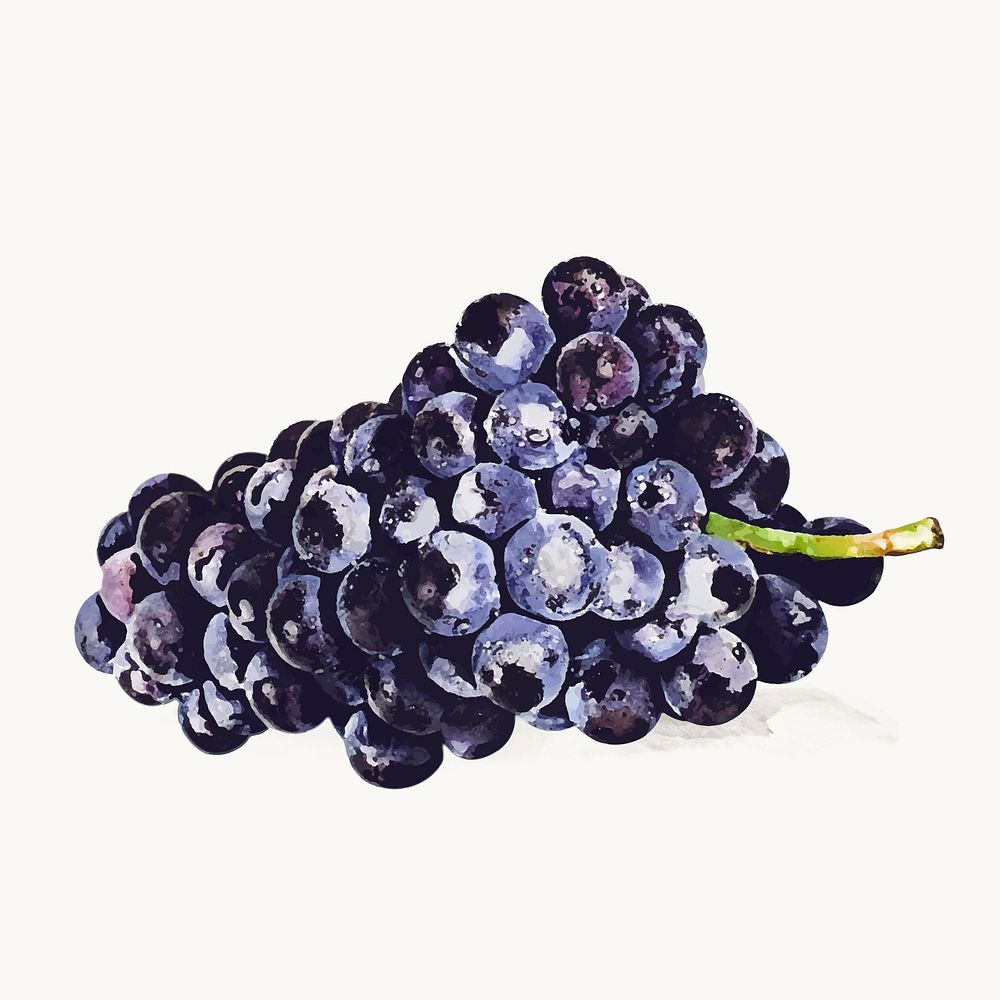 Watercolor black grape clipart, fruit illustration vector art