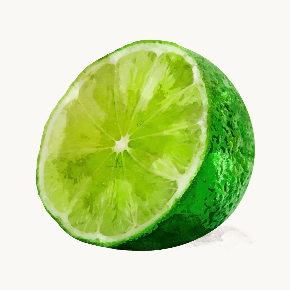 Watercolor lime clipart, fruit illustration vector art