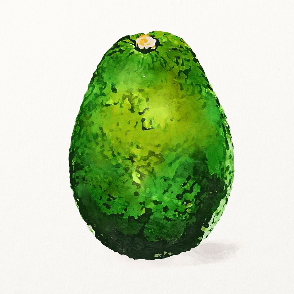 Watercolor avocado illustration, fruit drawing graphic