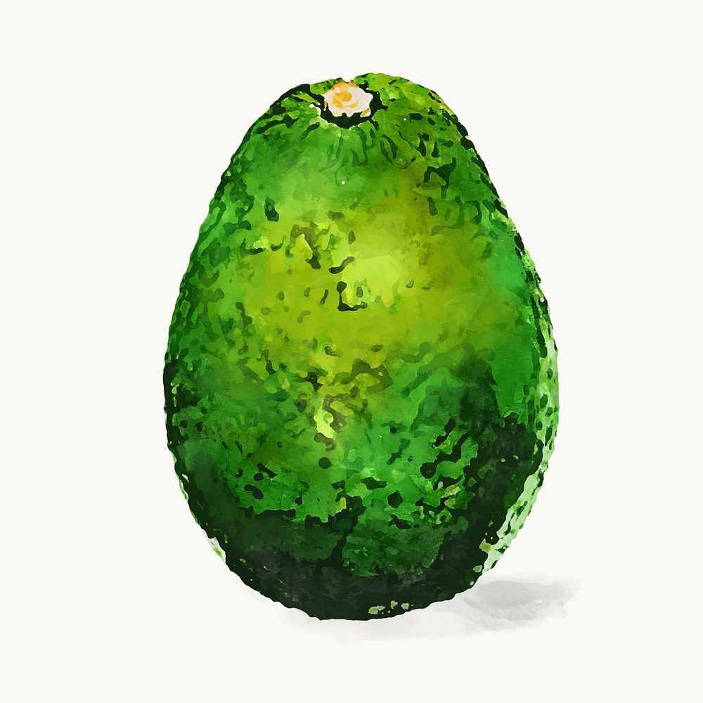 Watercolor avocado clipart, fruit illustration vector art