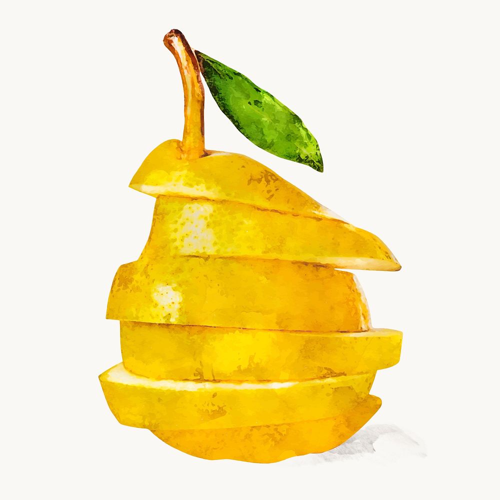 Watercolor pear clipart, fruit illustration vector art 