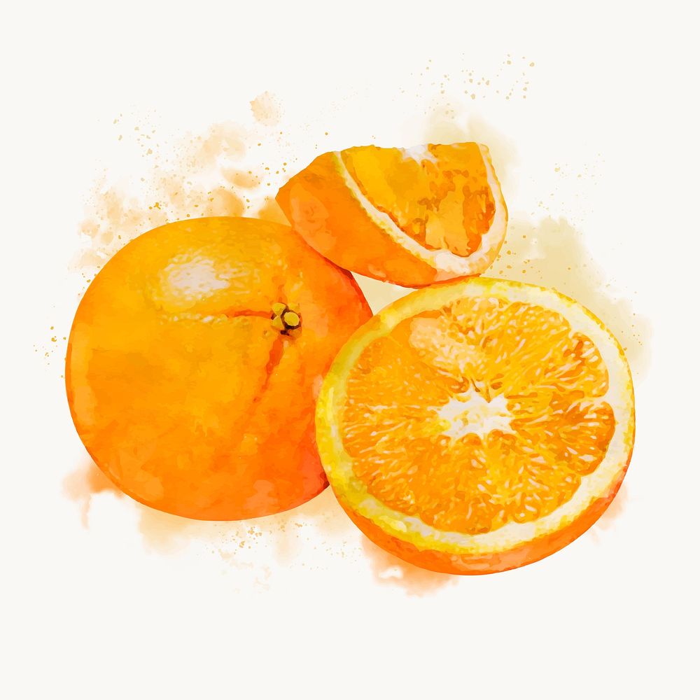 Watercolor orange clipart, fruit illustrations vector art