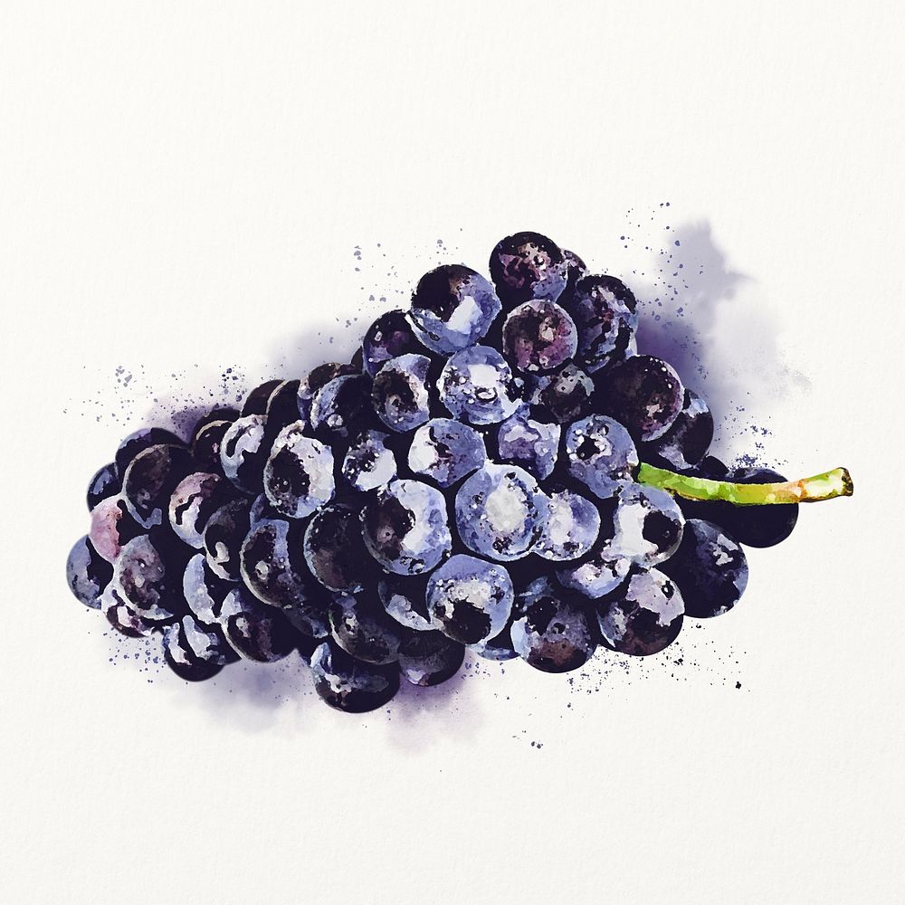 Watercolor black grape illustration, fruit drawing graphic
