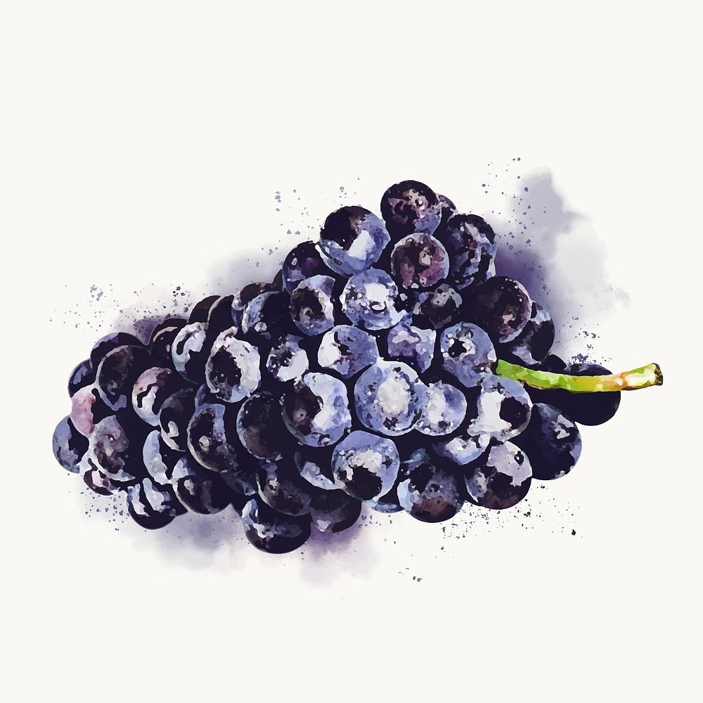 Watercolor black grape clipart, fruit illustration vector art