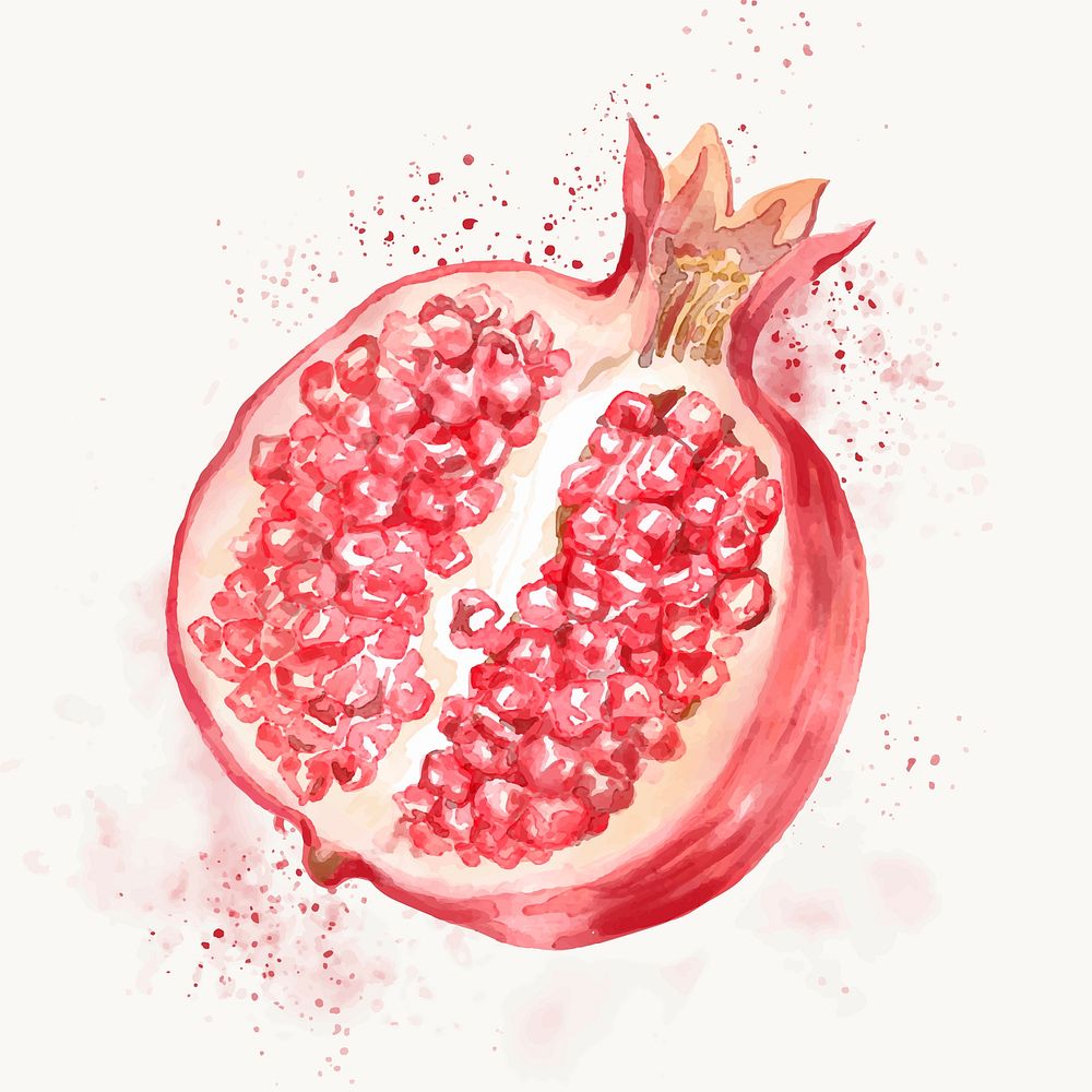 Watercolor pomegranate clipart, fruit illustration vector art