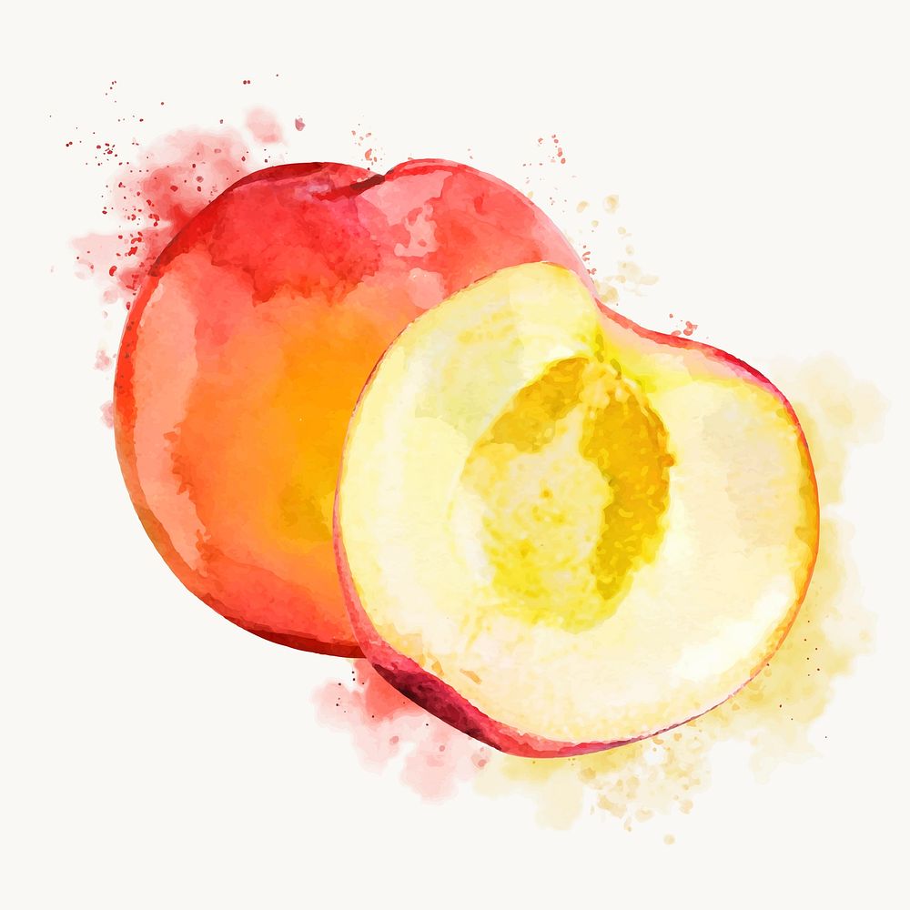 Watercolor peach clipart, fruit illustration vector art