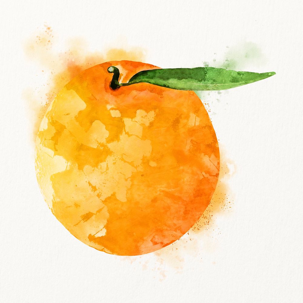 Watercolor orange illustration, fruit drawing graphic