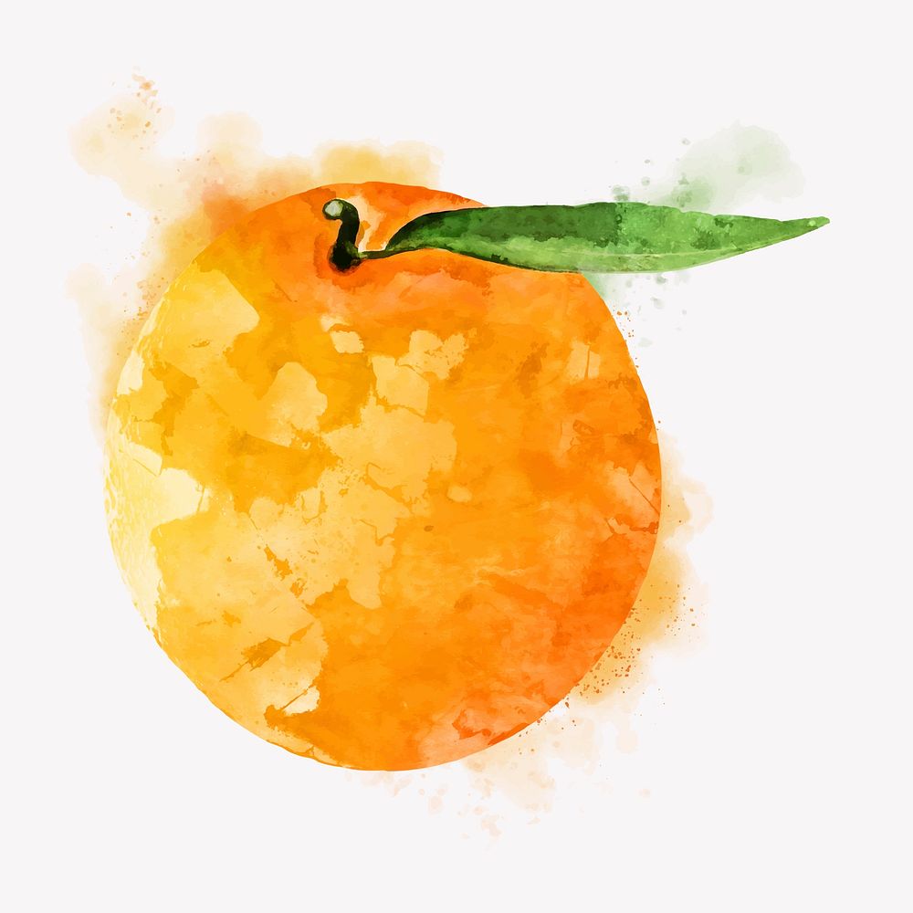 Watercolor orange clipart, fruit illustration vector art