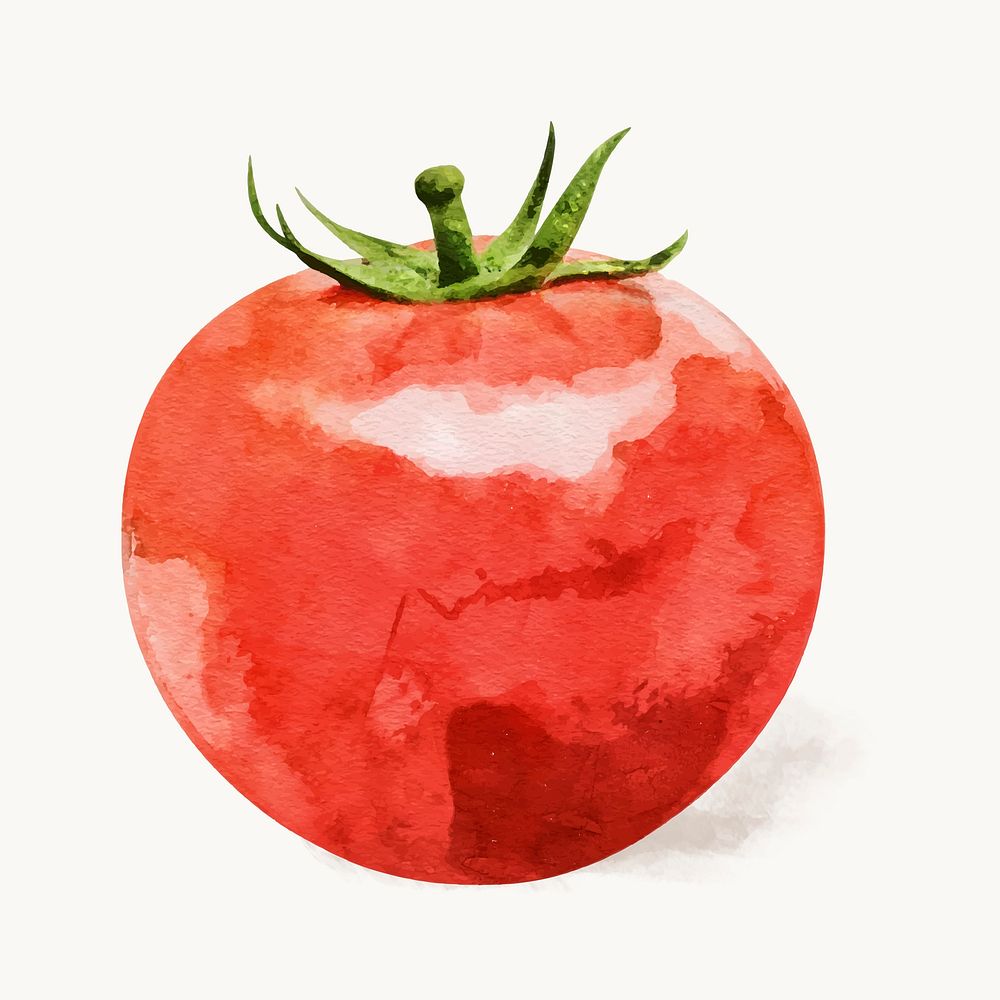 Watercolor tomato clipart, vegetable illustration vector art