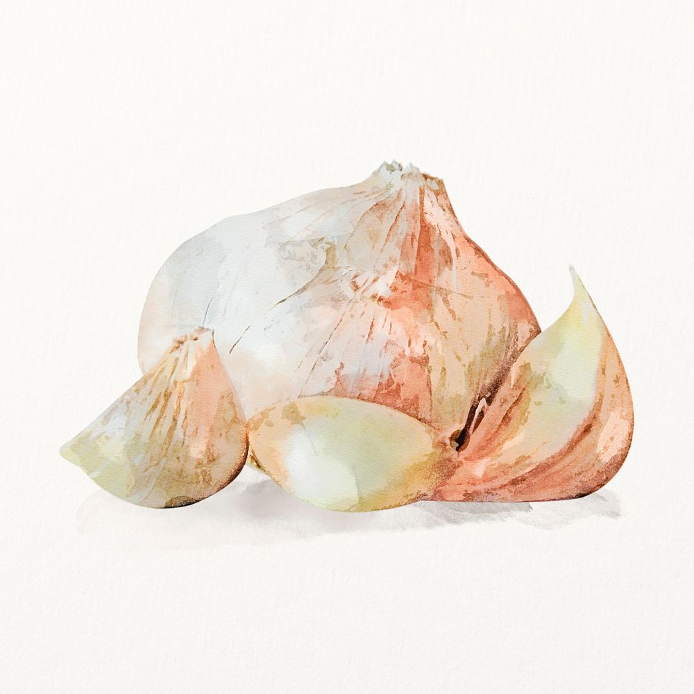 Watercolor garlic illustration, vegetable drawing graphic