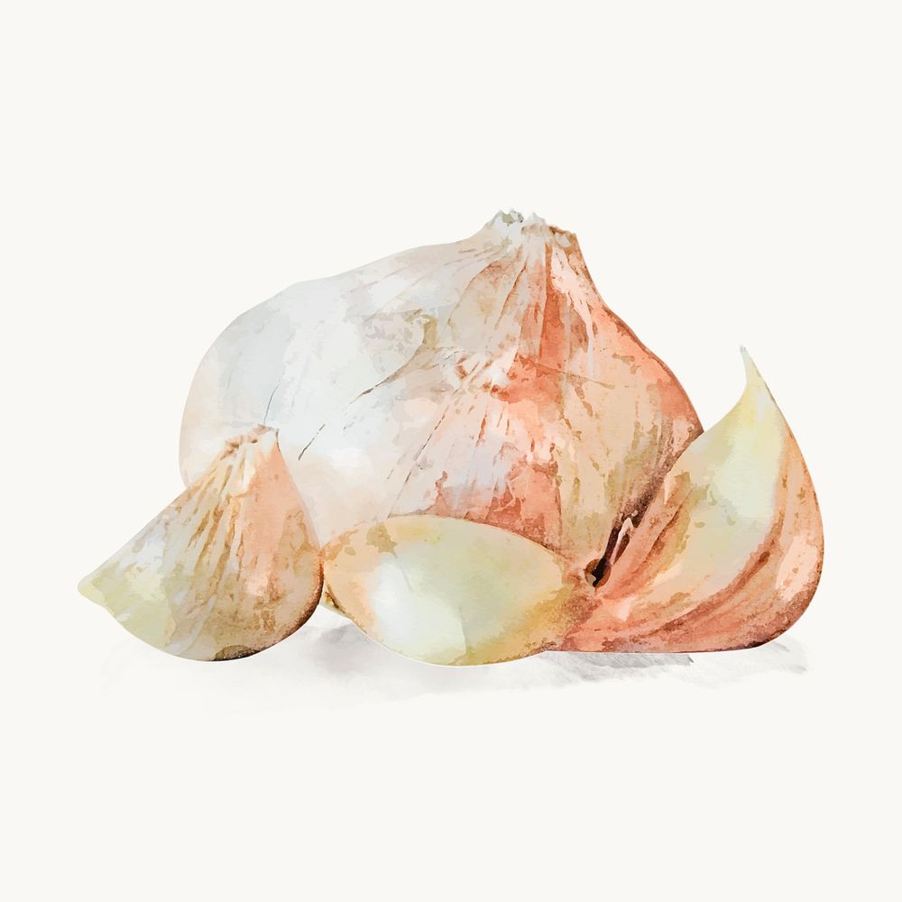Watercolor garlic clipart, vegetable illustration vector art