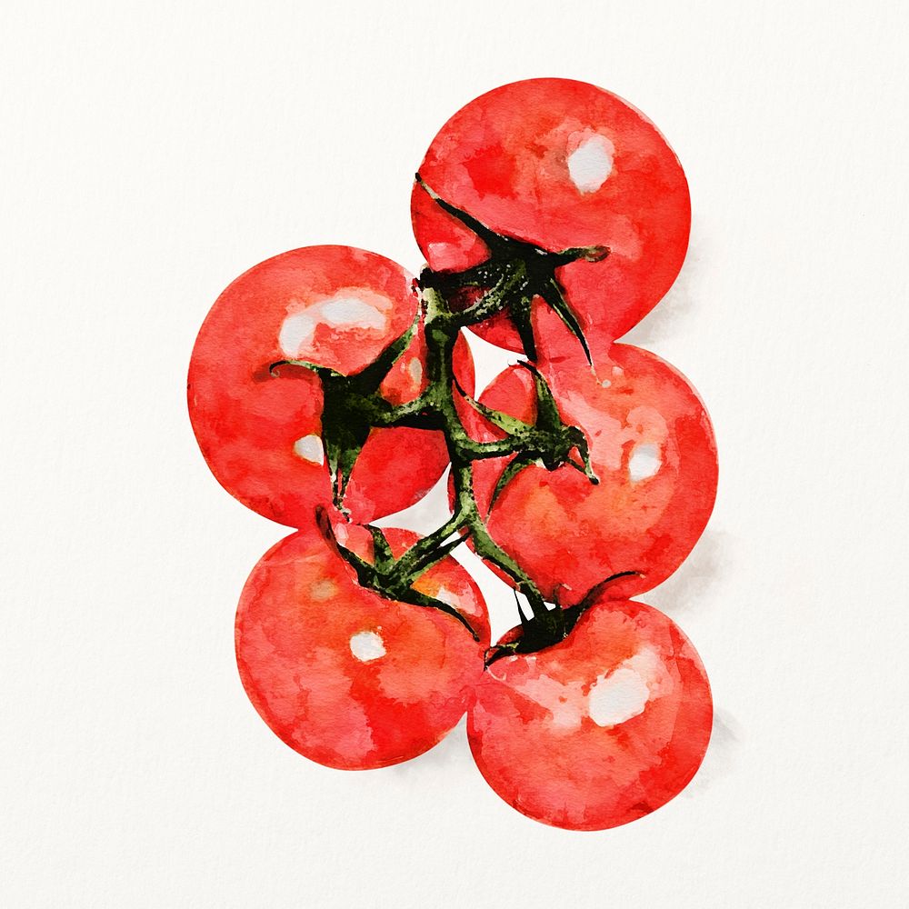 Watercolor tomato illustration, vegetable drawing graphic