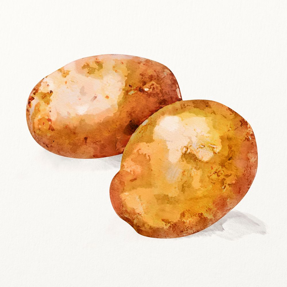 Watercolor potatoes illustration, vegetable drawing graphic