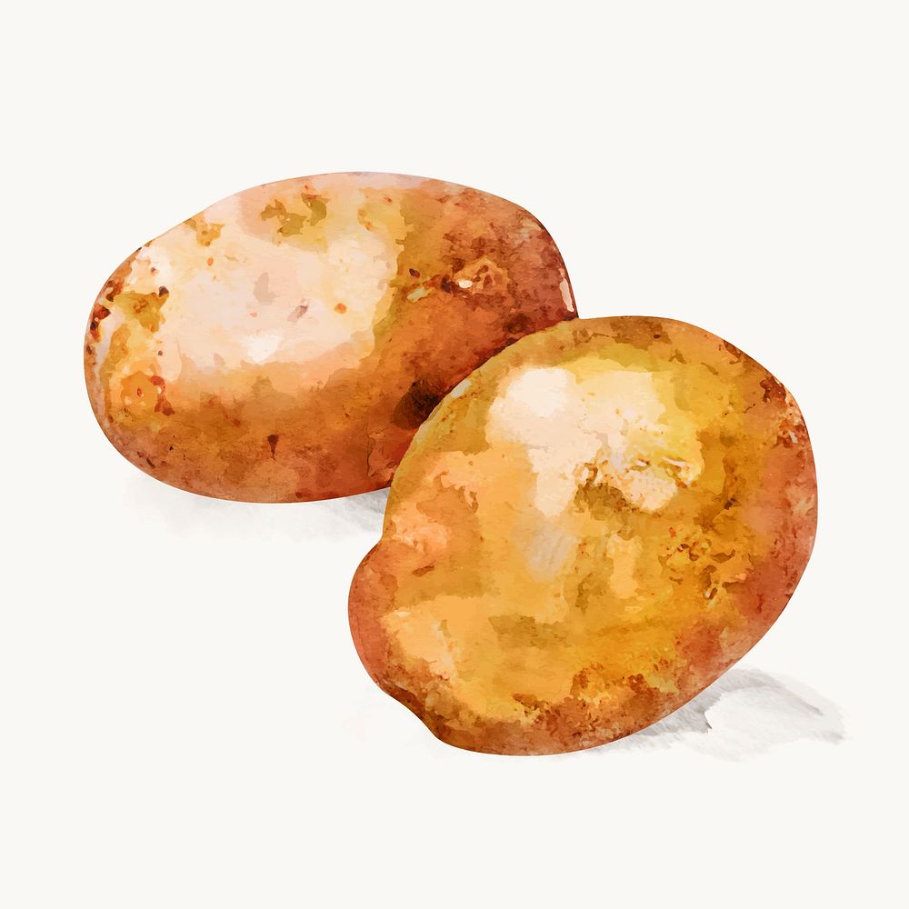 Watercolor potatoes clipart, vegetable illustration vector art