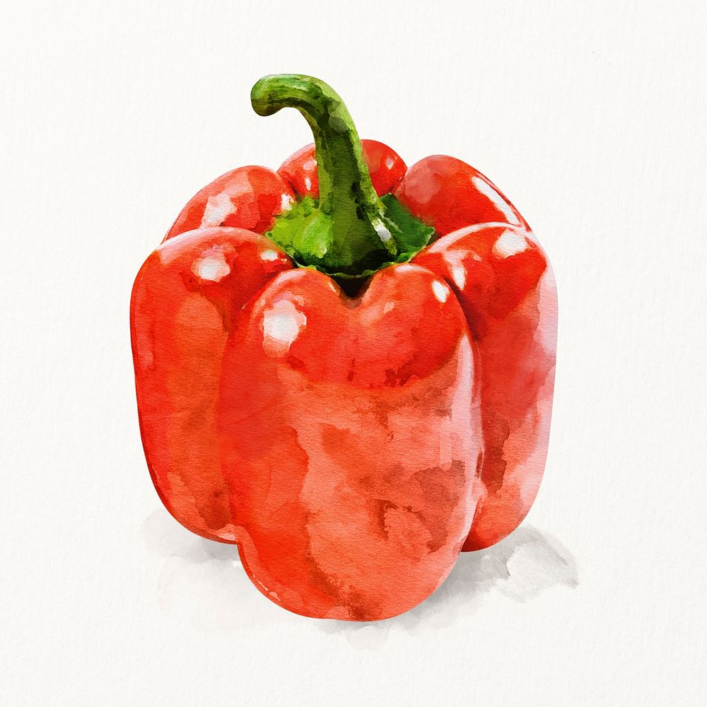 Watercolor bell pepper illustration, vegetable drawing graphic
