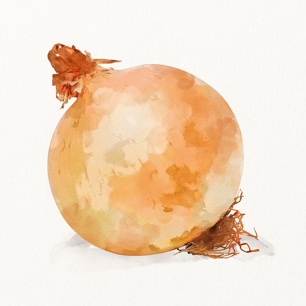 Watercolor onion illustration, vegetable drawing graphic