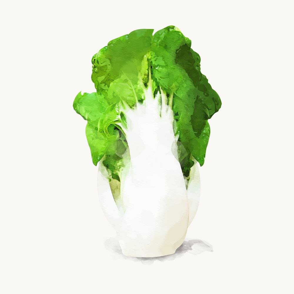Watercolor Chinese cabbage clipart, vegetable illustration vector art