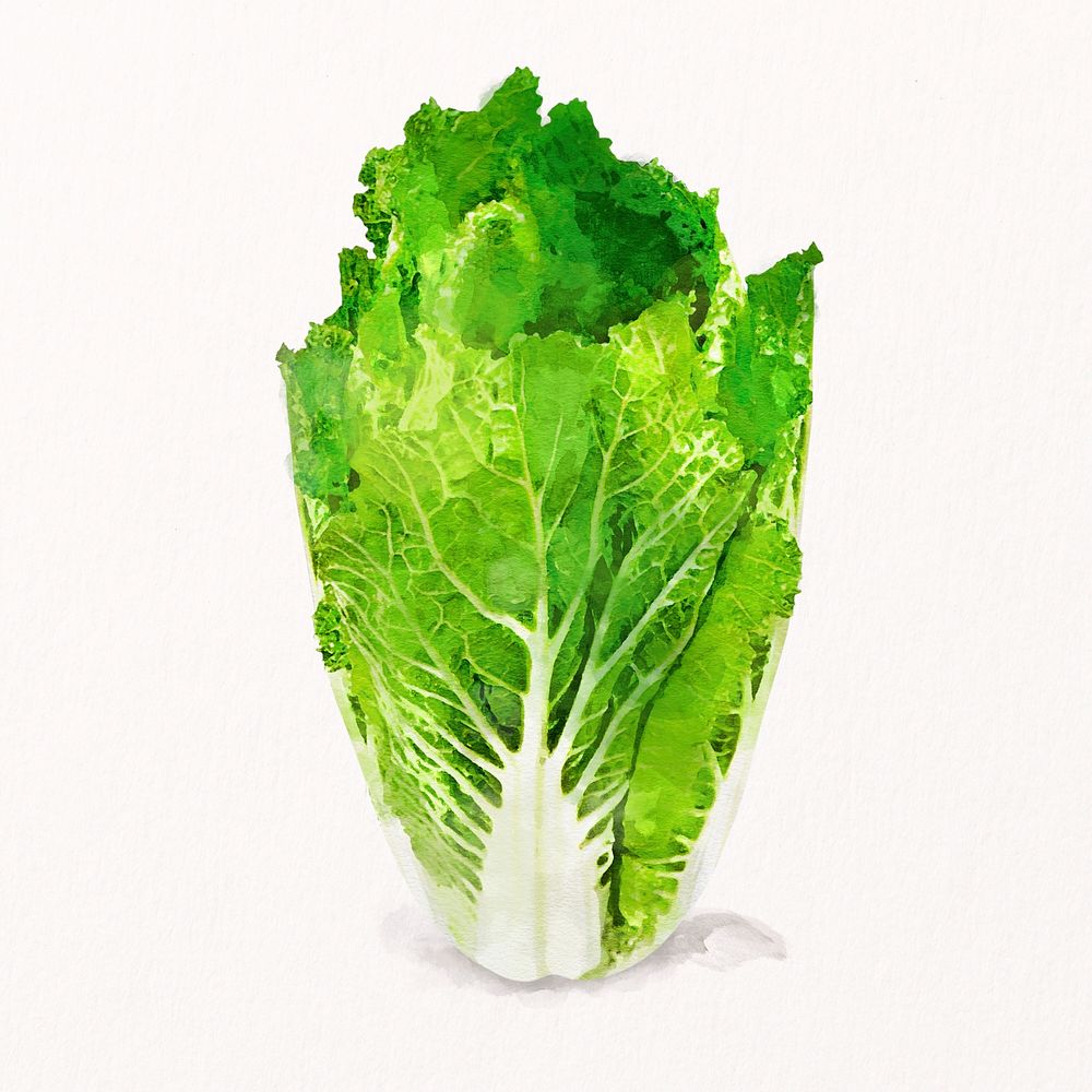 Watercolor Chinese cabbage clipart, vegetable illustration psd