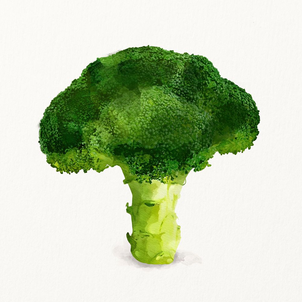 Watercolor broccoli illustration, vegetable drawing graphic
